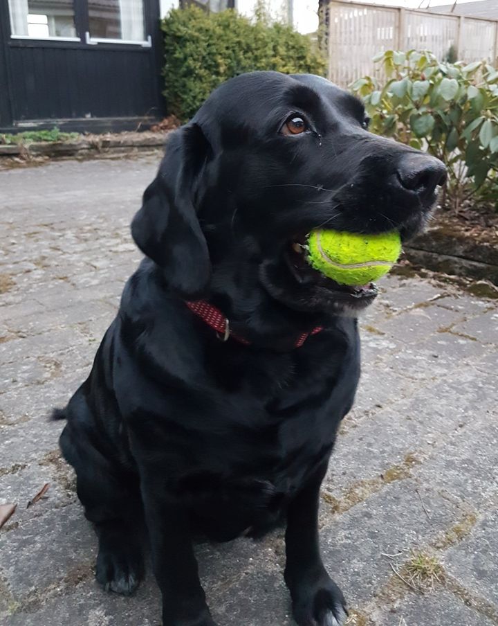 Tennisbolde skader tænderne hos hunde